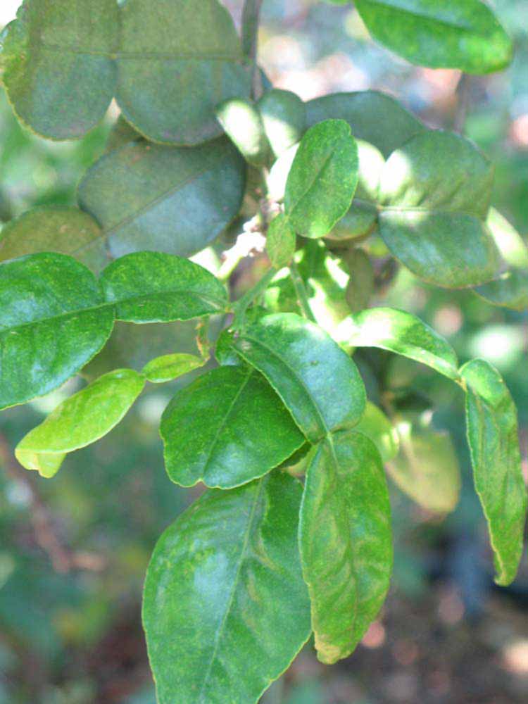                Shade   leaves (Kaffir, Winter Haven, FL)       